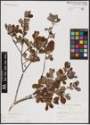 Foto von Salix aurita L.